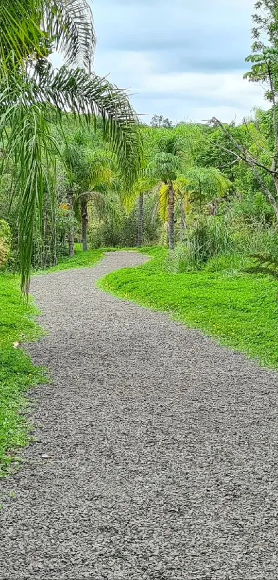 Serene forest path surrounded by lush greenery.