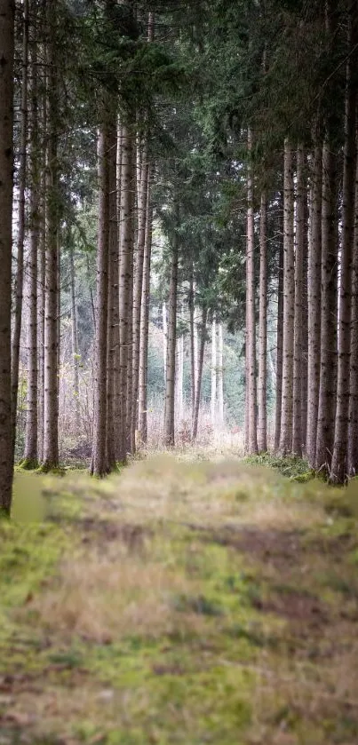 Serene forest path lined with tall trees and lush greenery.