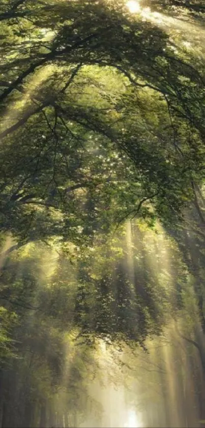 Sunlit forest path wallpaper with lush green trees and serene atmosphere.