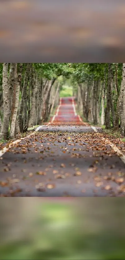 Tranquil forest path with autumn leaves on a tree-lined road.