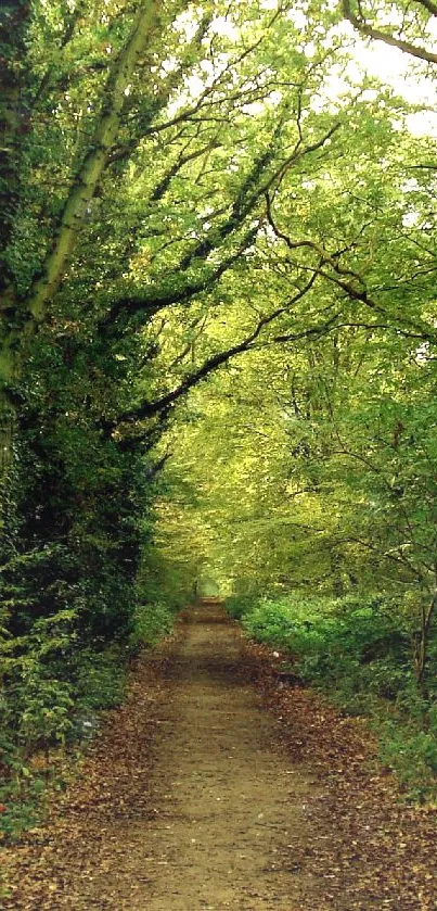 Serene green forest path amidst tall trees.