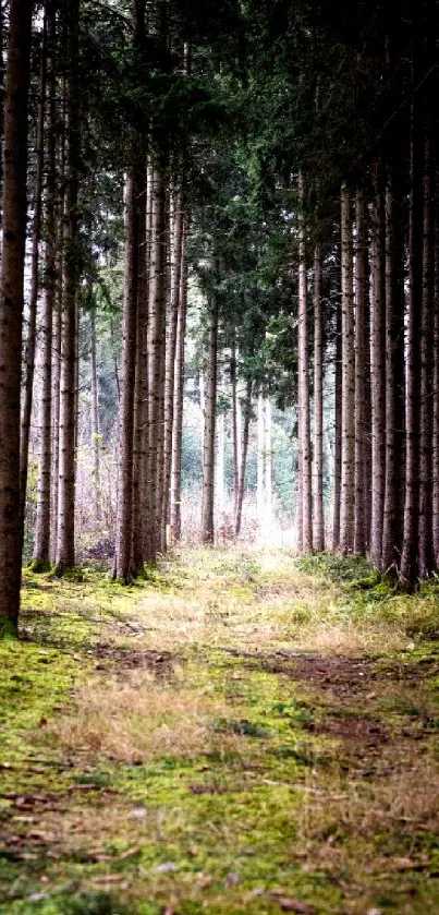 Serene forest path with tall trees and green moss-covered ground.