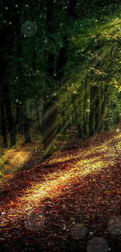 A sunlit forest path with lush green trees and tranquil atmosphere.