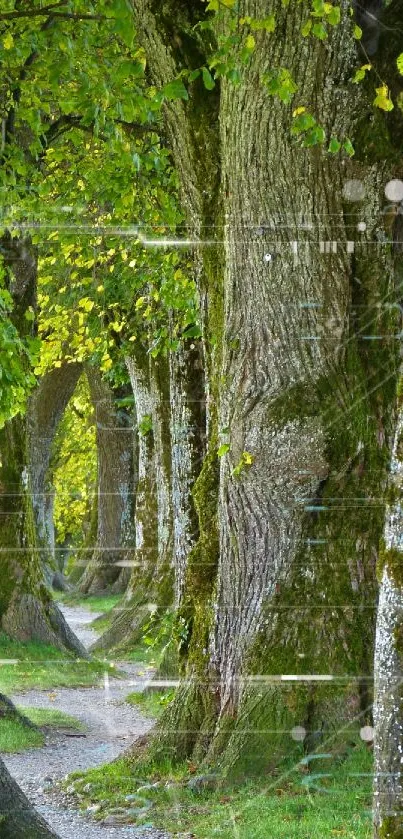 Serene forest path with lush green trees and a tranquil trail.