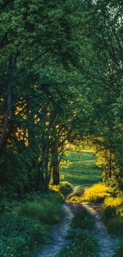 Serene green forest path with sunlight filtering through trees.