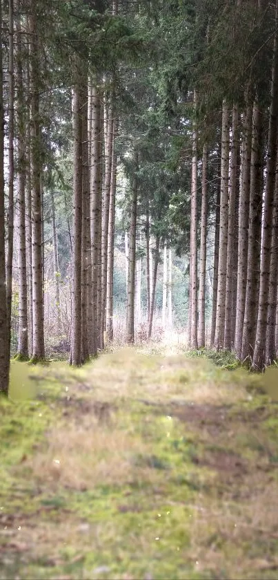 Peaceful forest path with tall trees and green moss covering the ground