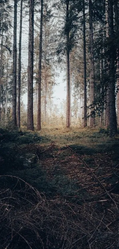Calm forest path with tall trees and sunlight filtering through.