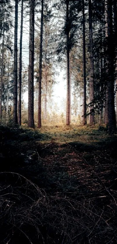 Serene path through a forest with soft sunlight filtering through tall trees.