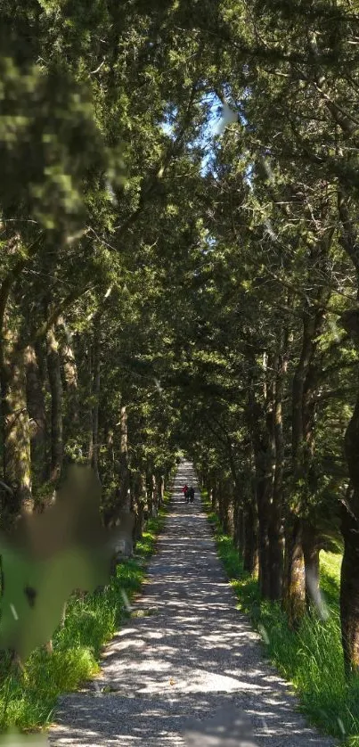 Serene forest path with trees and sunlight on a mobile wallpaper.