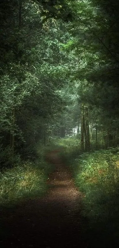 Mobile wallpaper of a serene forest path with rich greenery and tranquil atmosphere.