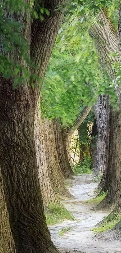 Pathway through lush green forest with tall tree trunks.