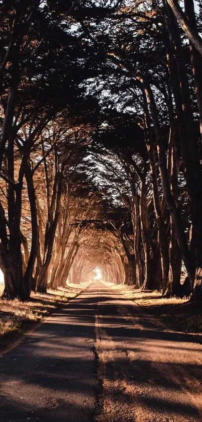 Sunlit forest path through tall trees, creating a natural tunnel ambiance.