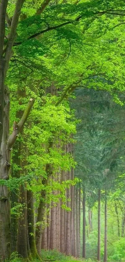 Serene forest path surrounded by lush green trees.