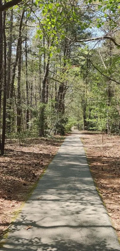 Serene forest path with lush green foliage, ideal for nature lovers.