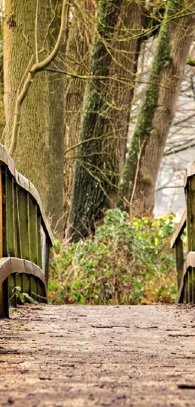 Serene forest path with wooden walkway and lush greenery.