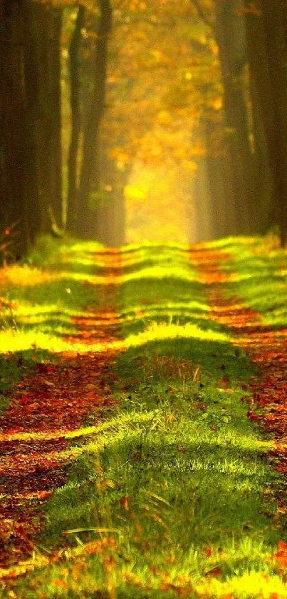 Scenic forest pathway with autumn foliage in vibrant colors on a sunny day.