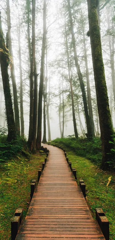 Misty forest with a wooden path leading into the distance.