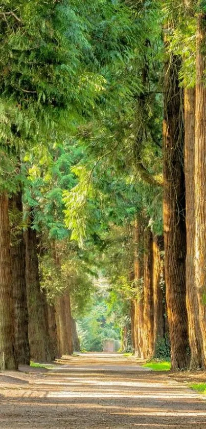 Serene forest pathway lined with tall green trees.