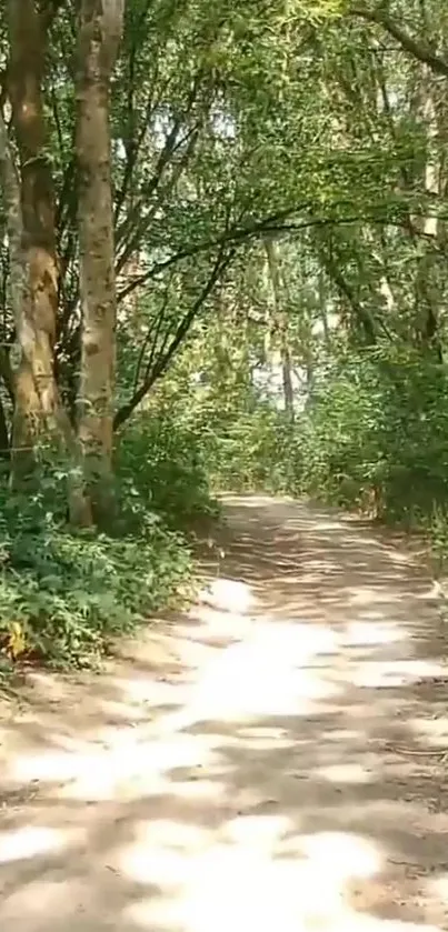 Serene forest pathway with lush greenery and sunlight filtering through trees.