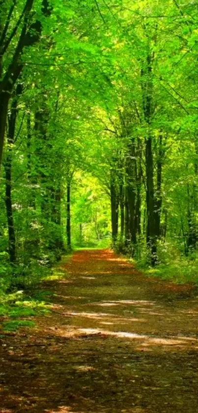 Serene forest pathway with lush green trees and sunlit trail.