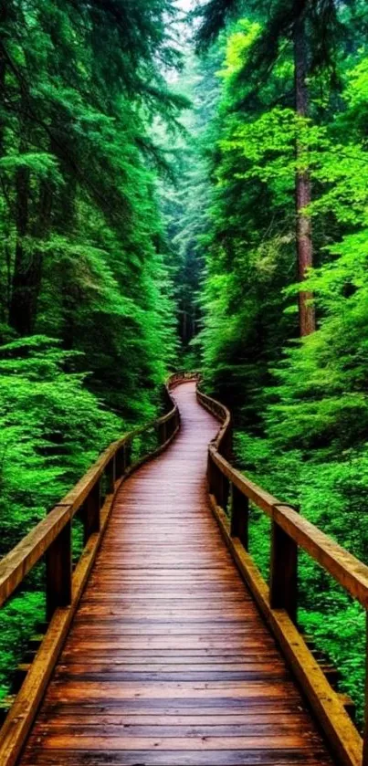 A serene wooden pathway leading through a lush green forest.
