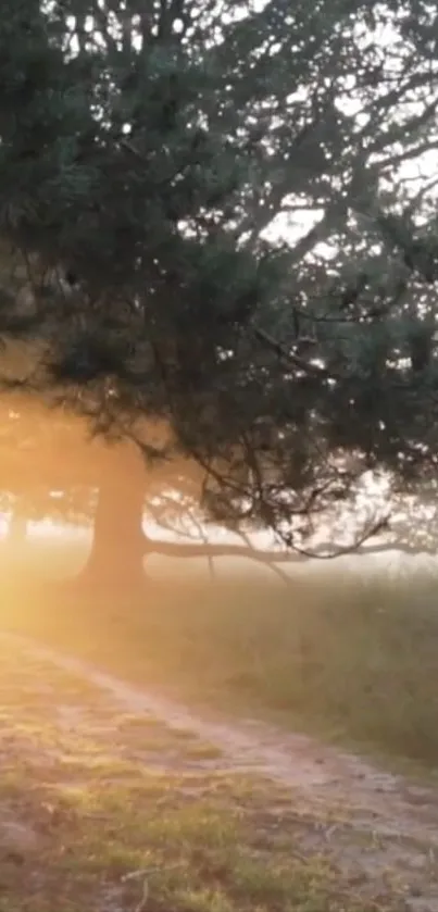 Forest pathway with golden sun rays filtering through the trees.