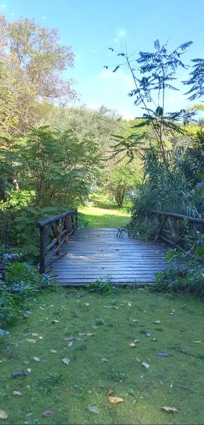 Serene forest pathway with lush green surroundings and blue sky.