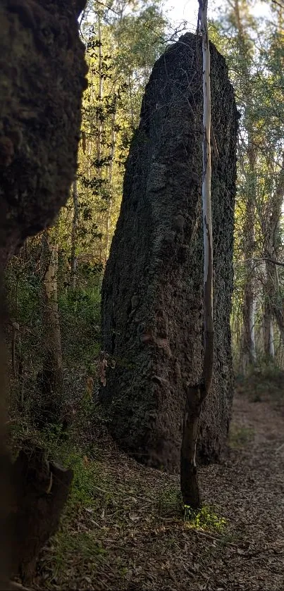 Serene forest pathway surrounded by trees and natural beauty.