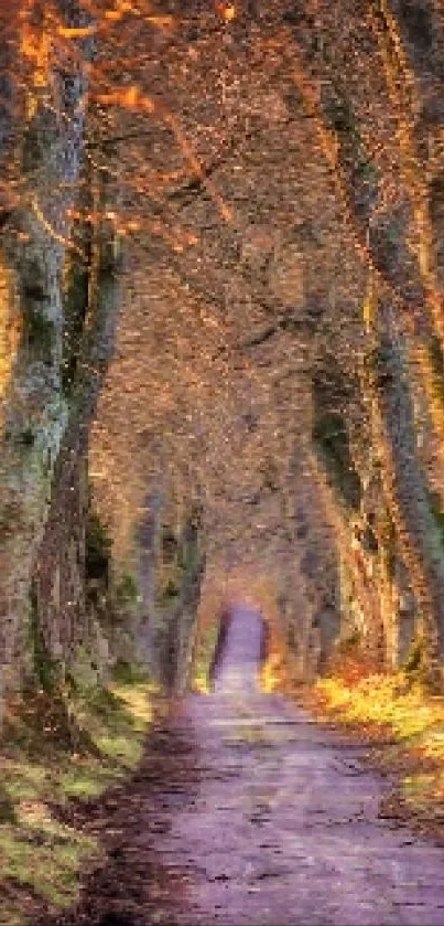 Serene forest pathway with trees in warm hues