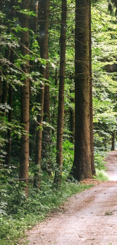 Serene path through lush green forest with towering trees.