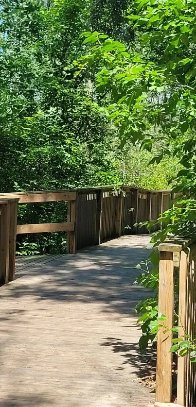 Serene wooden pathway through lush green forest.