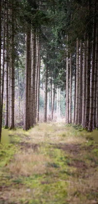 Serene forest path with tall trees creating a tranquil ambiance.