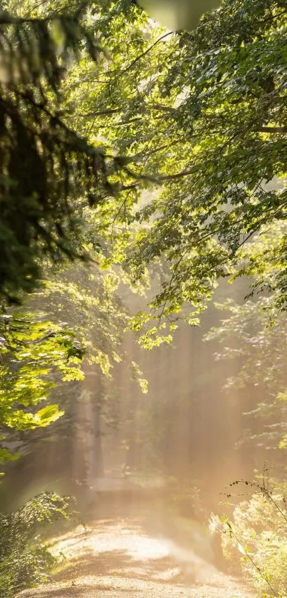 Sunlit forest path with green canopy and dusty trail.