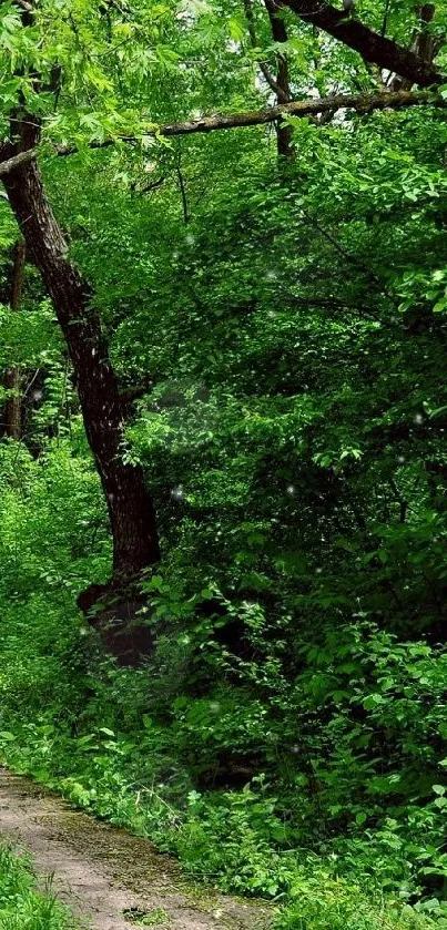 Lush green forest pathway with trees and greenery for mobile wallpaper.