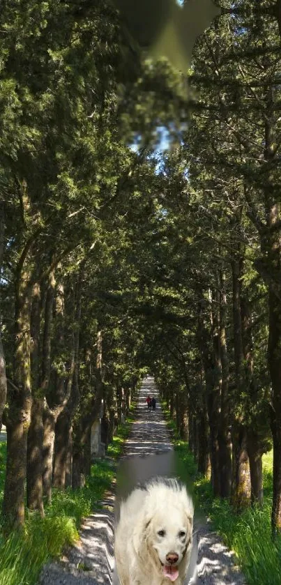 A serene forest pathway with lush green trees and a bright sky.