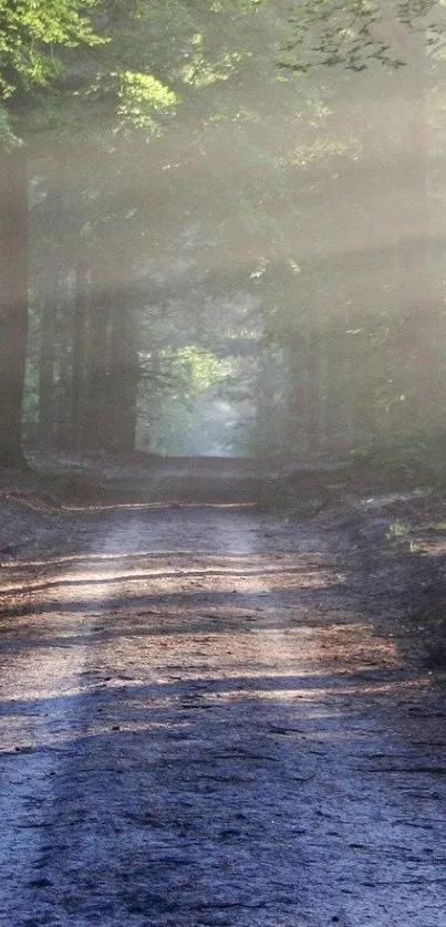 Serene forest pathway with sunlight streaming through trees.