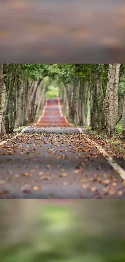 A tranquil forest pathway with autumn leaves and lush green trees.