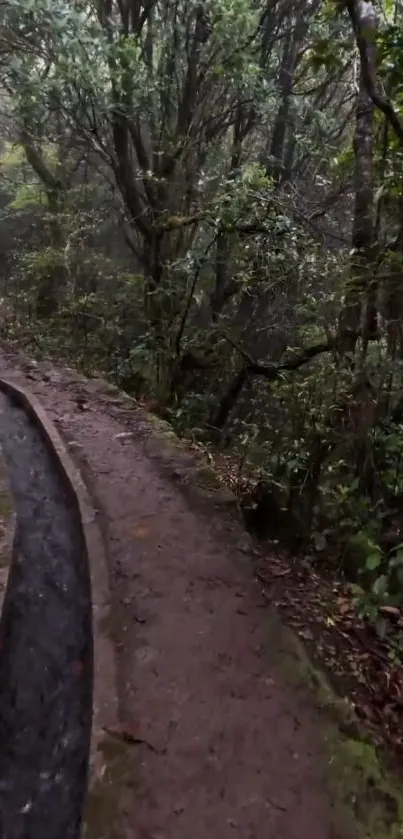 Misty forest pathway with lush greenery.