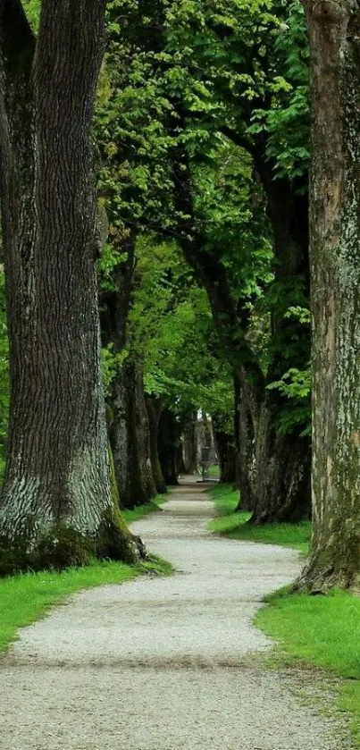 Serene forest pathway with lush green trees.