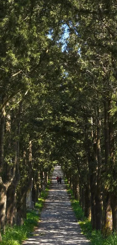 Sunlit forest pathway under green trees.