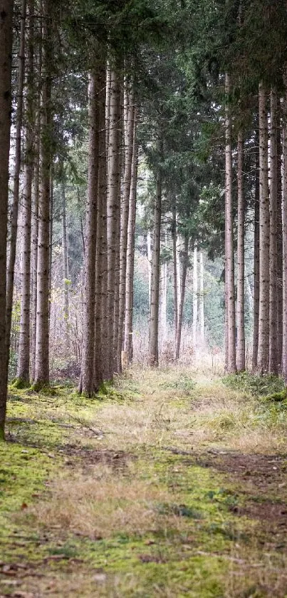 Lush green forest pathway amidst tall trees, a serene nature wallpaper.