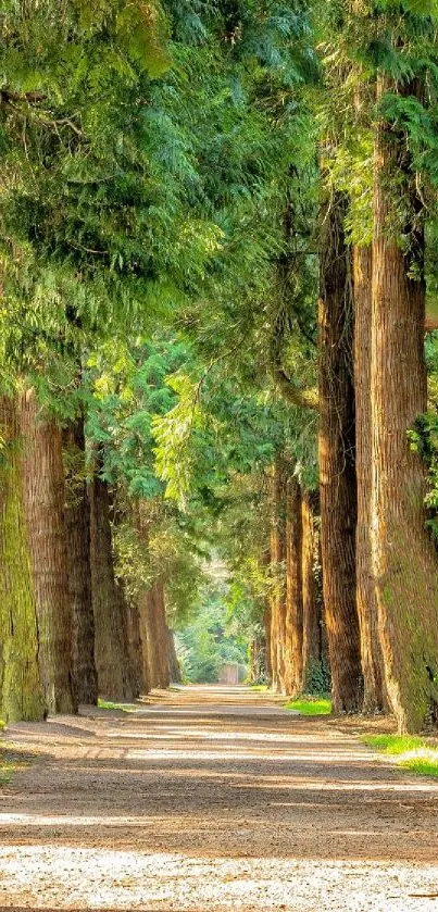 A tranquil forest path lined with tall trees and vibrant greenery.