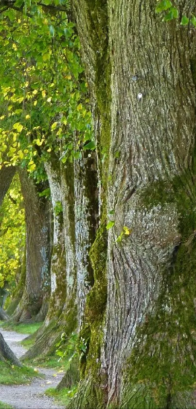 A tranquil forest pathway lined with lush green trees.
