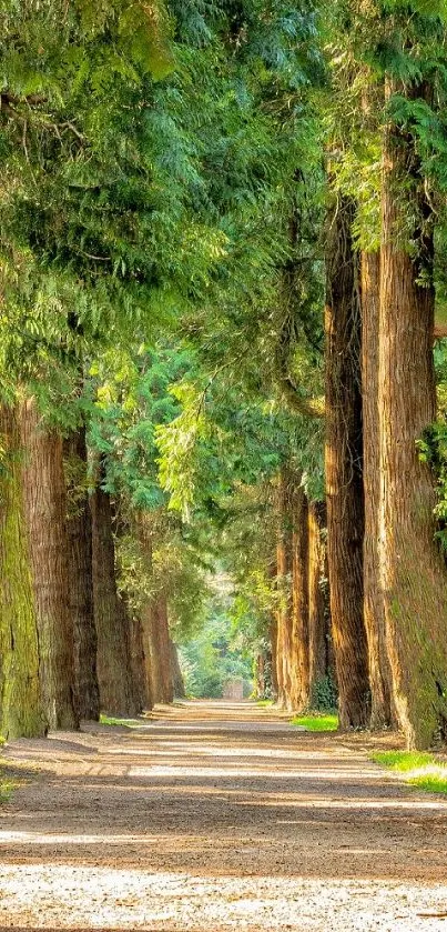 Serene forest pathway with tall trees and lush green foliage.