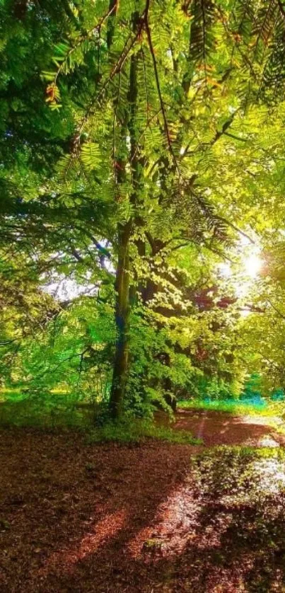 Sunlit forest path with lush green foliage.