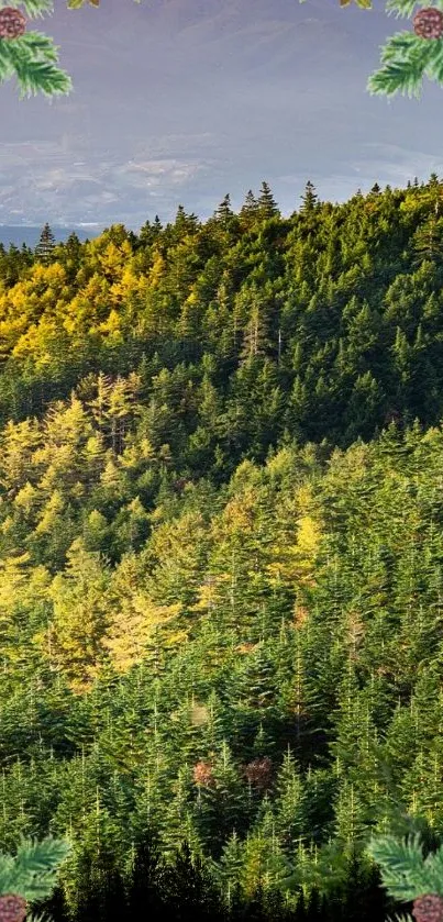 Serene forest with lush green trees forming a natural landscape.