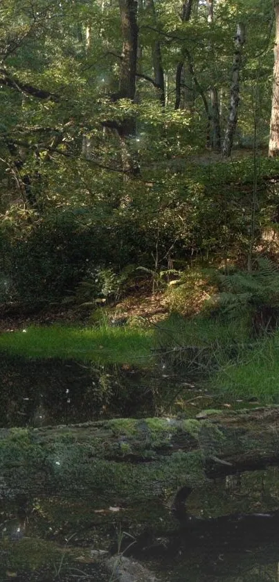 Serene forest pond with green foliage and calm water, perfect for nature lovers.