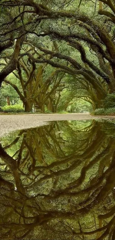 Serene forest pathway with reflection in water.