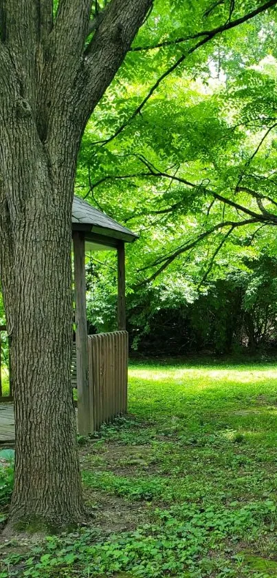 Serene forest landscape with rustic gazebo and lush green trees.