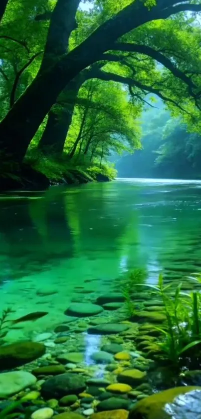 Serene forest river with lush greenery and clear water.